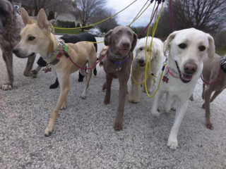 Illustration for article titled The way to introduce your dog to undergo training in Dog Running in